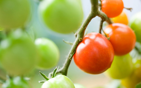 トマト ナス ピーマンなど プランター菜園ができる夏野菜の育て方