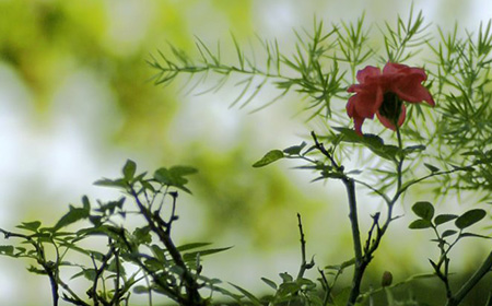母の日にもらった切り花のバラは挿し木で鉢植えに バラの育て方 17年母の日 日比谷花壇