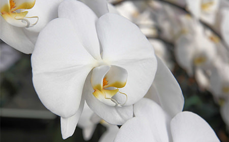 母の日に贈る胡蝶蘭は何がいい 人気な胡蝶蘭の色と種類 日比谷花壇 母の日