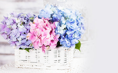 母の日に贈りたいあじさい 紫陽花 の花言葉と種類 日比谷花壇 母の日