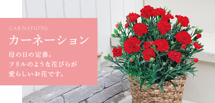 母の日 カーネーションのギフト プレゼント特集 日比谷花壇 フラワーギフト通販