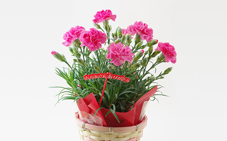 母の日に鉢植えを贈ろう 初心者でも育て方が簡単な花鉢の種類 21年母の日 日比谷花壇