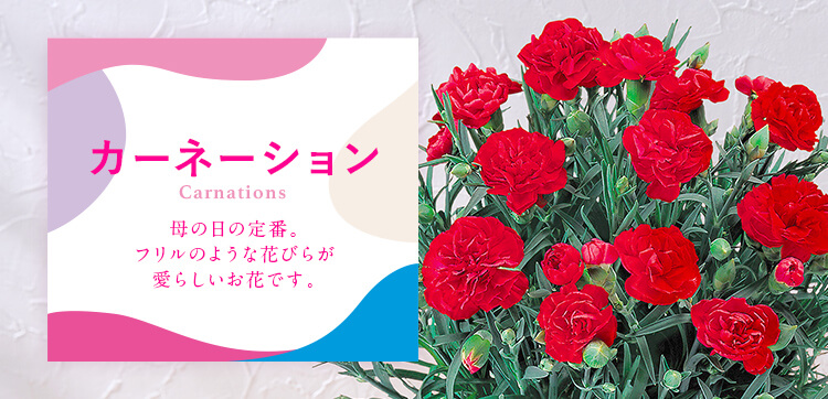 カーネーション｜母の日 花のギフト・プレゼント特集2022