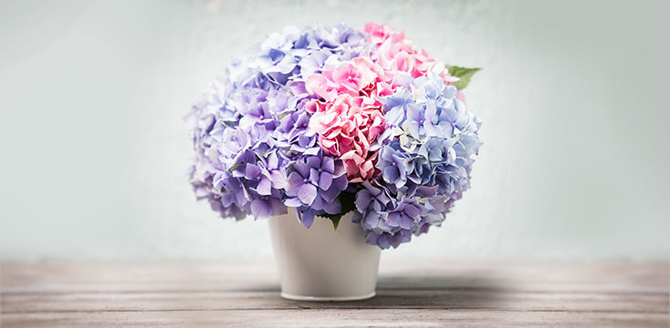 母の日に贈りたいあじさい 紫陽花 の花言葉と種類 母の日 花のギフト プレゼント特集22 日比谷花壇
