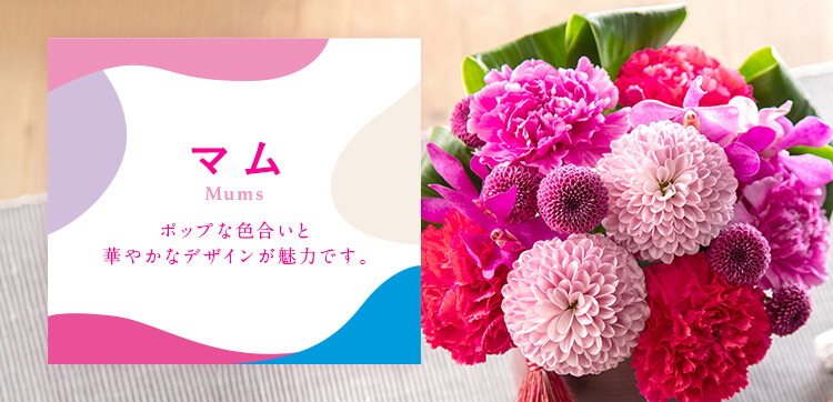 マム（菊）｜母の日 花のギフト・プレゼント特集2022