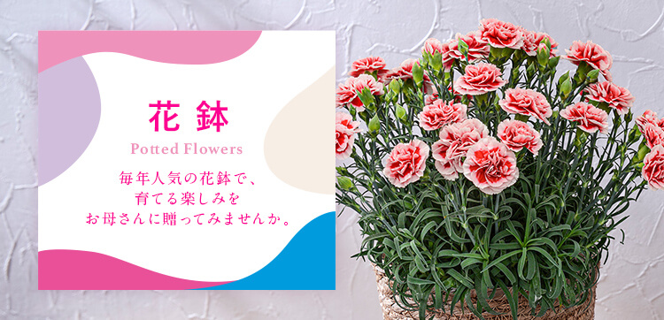花鉢・寄せ植え・鉢植え｜母の日 花のギフト・プレゼント特集2022