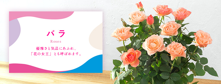バラ｜母の日 花のギフト・プレゼント特集2022