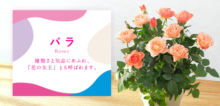 バラ｜母の日 花のギフト・プレゼント特集2022