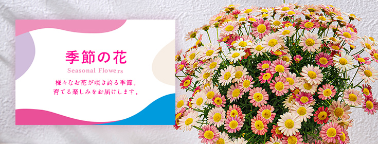 季節の花｜母の日 花のギフト・プレゼント特集2022