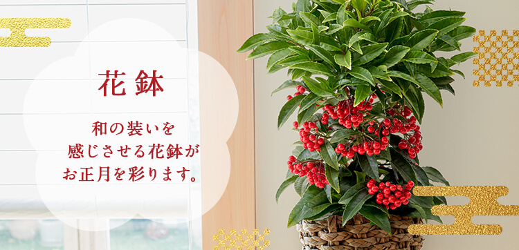 お正月の花特集21 花鉢のプレゼント ギフト 日比谷花壇