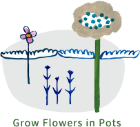 Grow Flowers in Pots