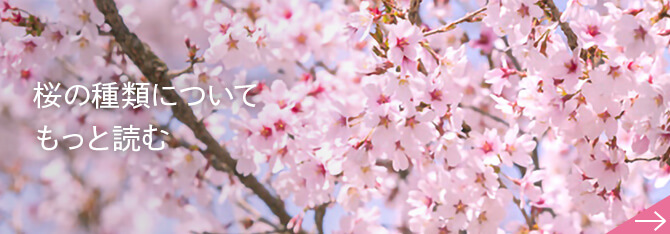 桜の種類についてもっと読む