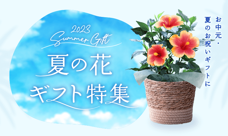 お中元・夏の花ギフト特集2023