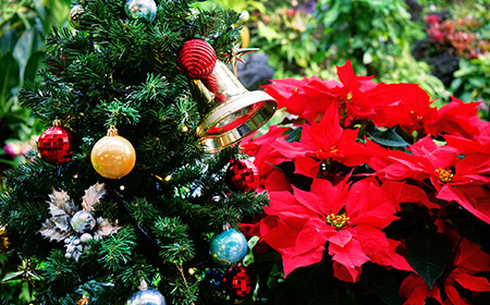 クリスマスギフト プレゼント特集19 クリスマスの花 日比谷花壇