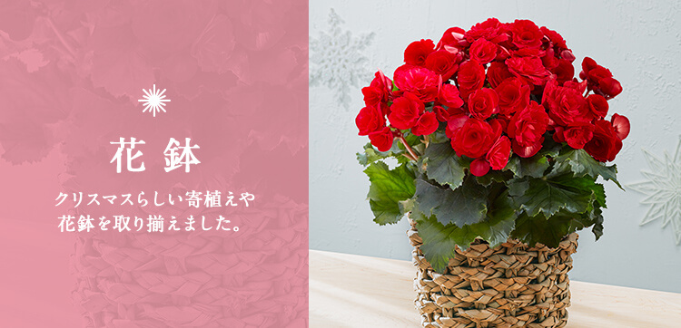 クリスマス特集 花鉢のプレゼント ギフト 日比谷花壇