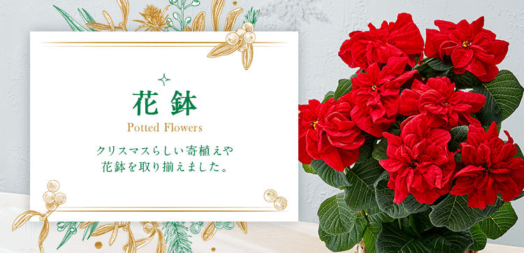 クリスマスの花鉢 プレゼント・ギフト 【クリスマス特集2021】