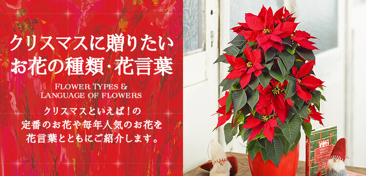クリスマスに贈りたいお花の種類・花言葉【クリスマス特集2022】