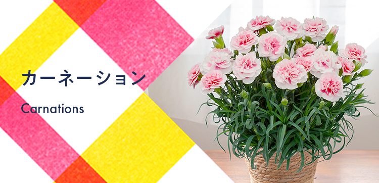 【2024】母の日の花 カーネーションギフト特集